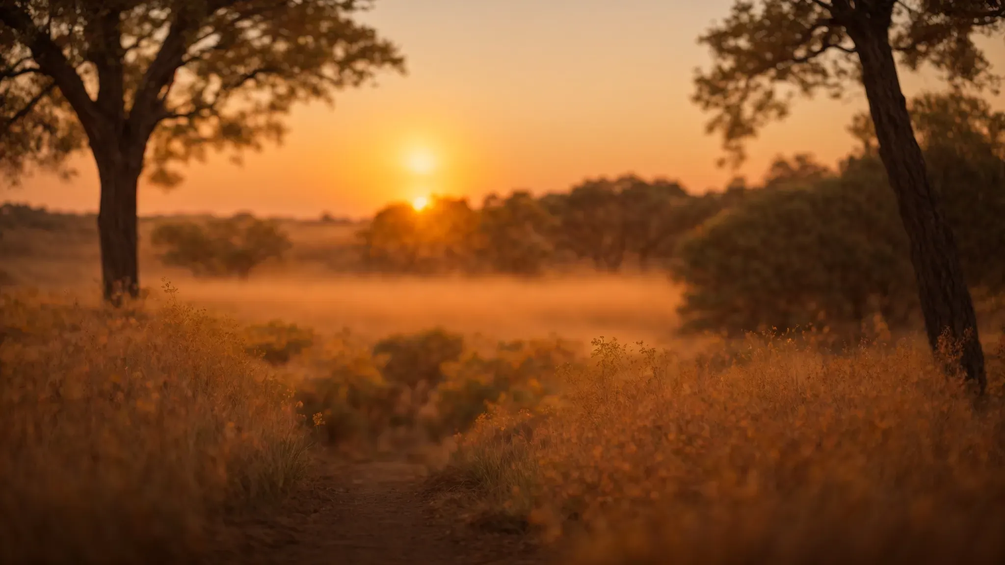 a soft focus landscape bathed in the golden light of sunset with a sharply detailed foreground and a blurry, ethereal background.